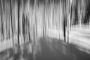 Winter Forest VI - Spacial Acoustics - Fine Art Photography - Houston - Mabry Campbell