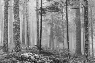 Fog-In-Linconville-Maine-Forest-BW-Mabry-Campbell