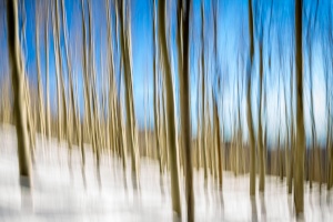 Pine-Trees-In-New-Mexico-Motion-Blur-Mabry-Campbell