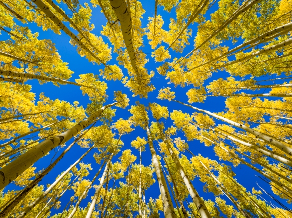 Amazing-Aspen-Trees-In-Fall---Santa Fe,-New-Mexico-Mabry-Campbell