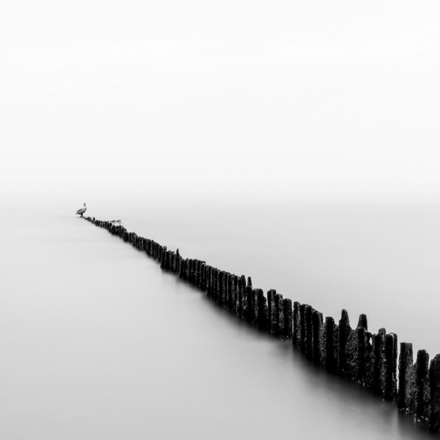 Texas-City-Dike---Pelican-In-Fog-Mabry-Campbell