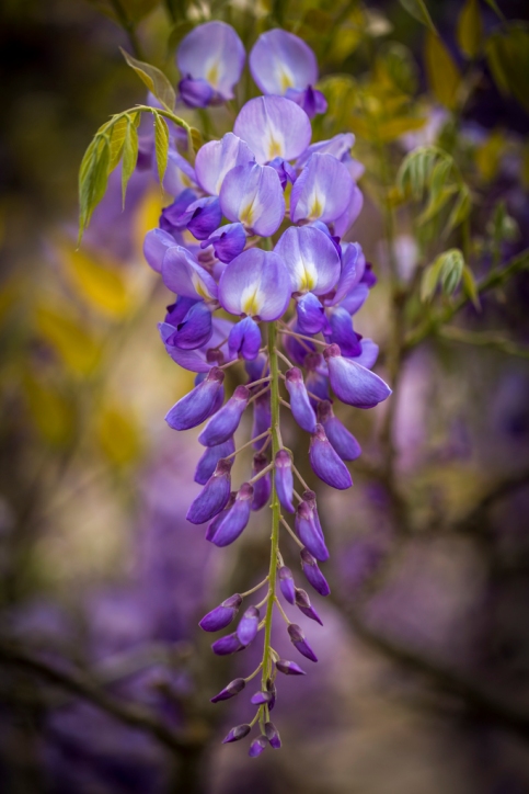 Wisteria-at-Bayou-Bend-Collection-Mabry-Campbell