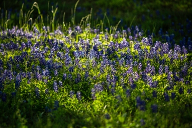 Bluebonnets-In-Light-No.-3-Mabry-Campbell