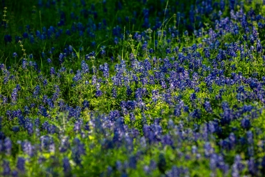 Bluebonnets-In-Light-No.-4-Mabry-Campbell