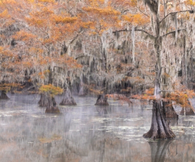 Bald-Cypress-In-Mist-Mabry-Campbell