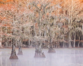 bald-cypress-in-mist-no.-23-mabry-campbell-lr
